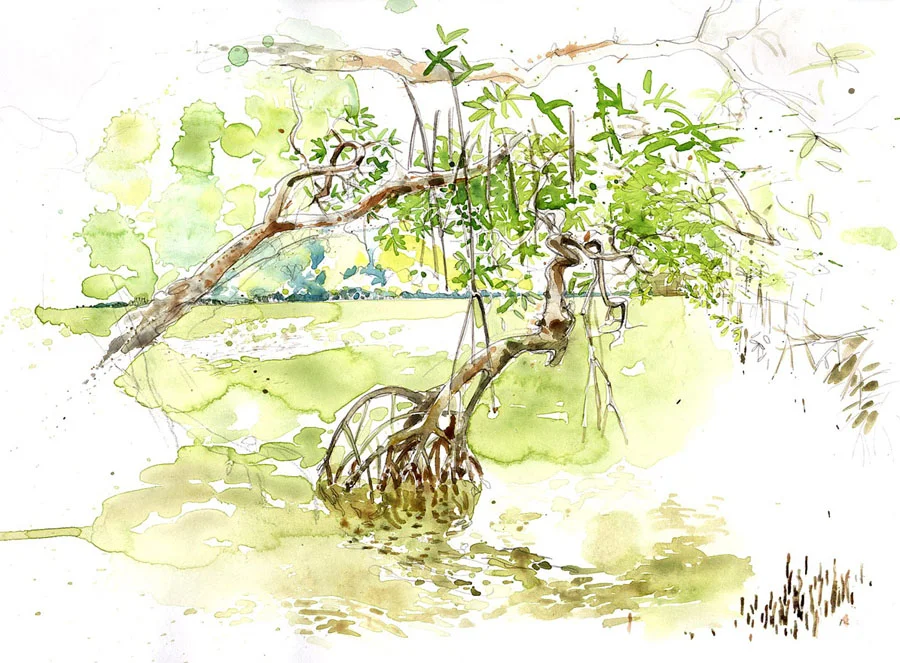 Mangrove - Martinique