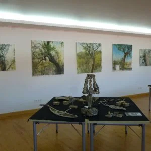 Exposition Chêne Liège